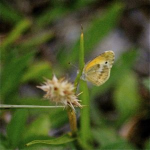 dainty sulphur butterfly